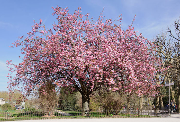 itineraire-hanami-parc-du-croissant-vert-paris-sakura-rue-gravililiers-hanami-teatime-marais-paris-3