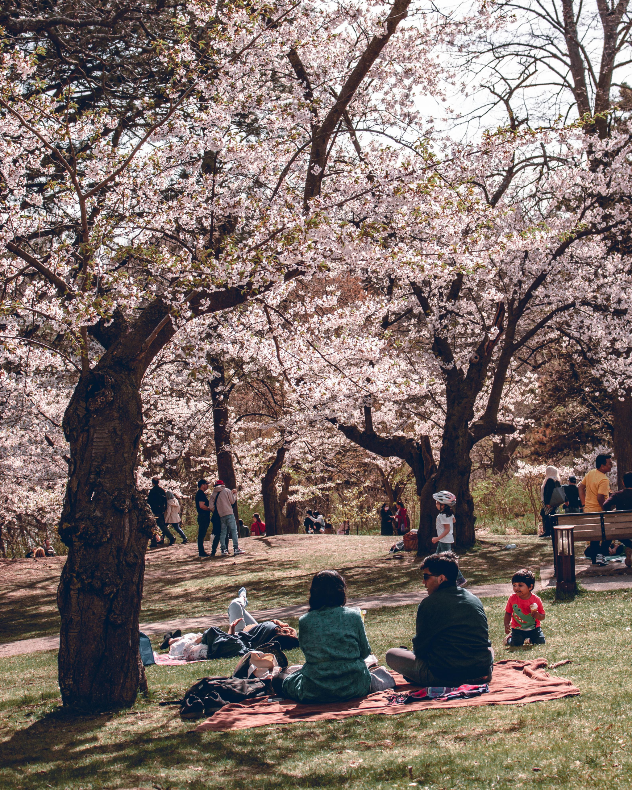 itineraire-hanami-pique-nique-parc-paris-sakura-rue-gravililiers-hanami-teatime-marais-paris-3