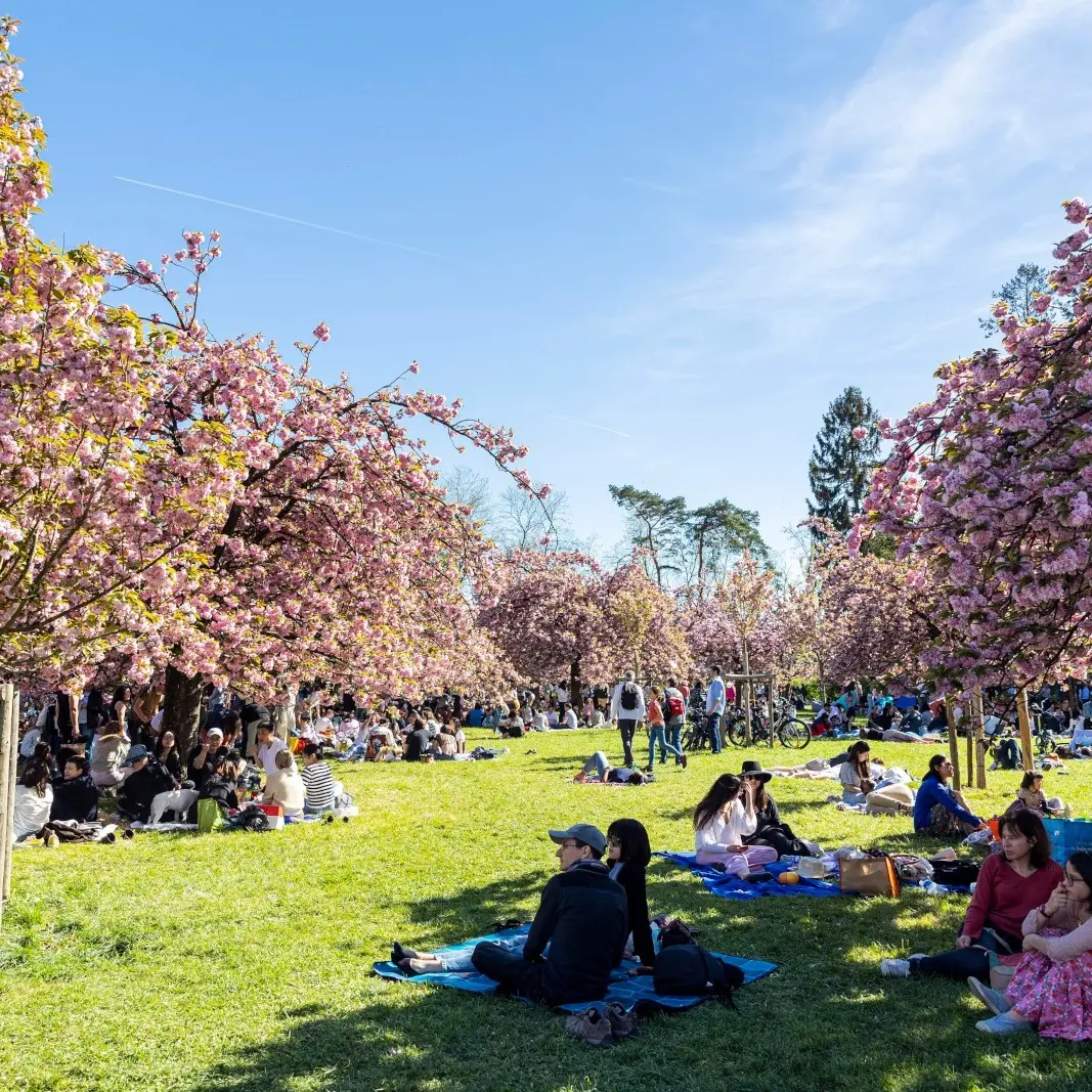 lieux-incontournables-ou-faire-du-hanami-paris-parc-des-sceaux-sakura-hanami-teaime-marais