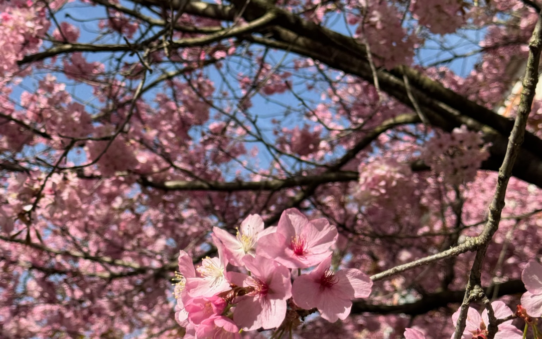 hanami-sakura-paris-parc-jardin-pique-nique-japonais-rue-gravilliers-paris-3-hanami-teatime-lunch-taiyaki