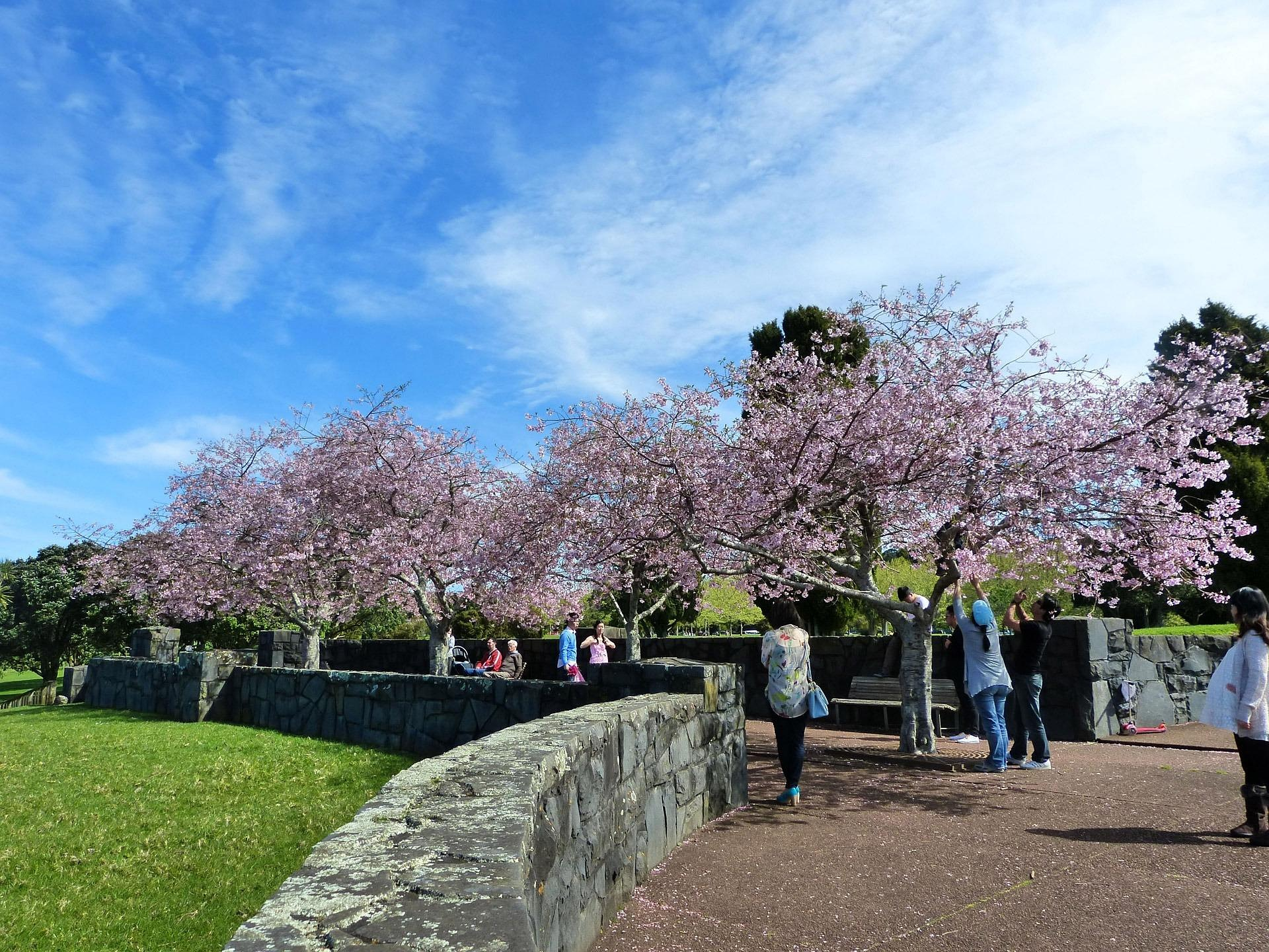 printemps-japonais-hanami-paris-parc-jardin-japonais-rue-des-gravilliers-hanami-teatime-marais-paris-3