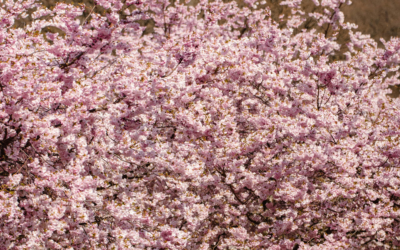 Hanami à Paris : comment pique-niquer comme un japonais ?